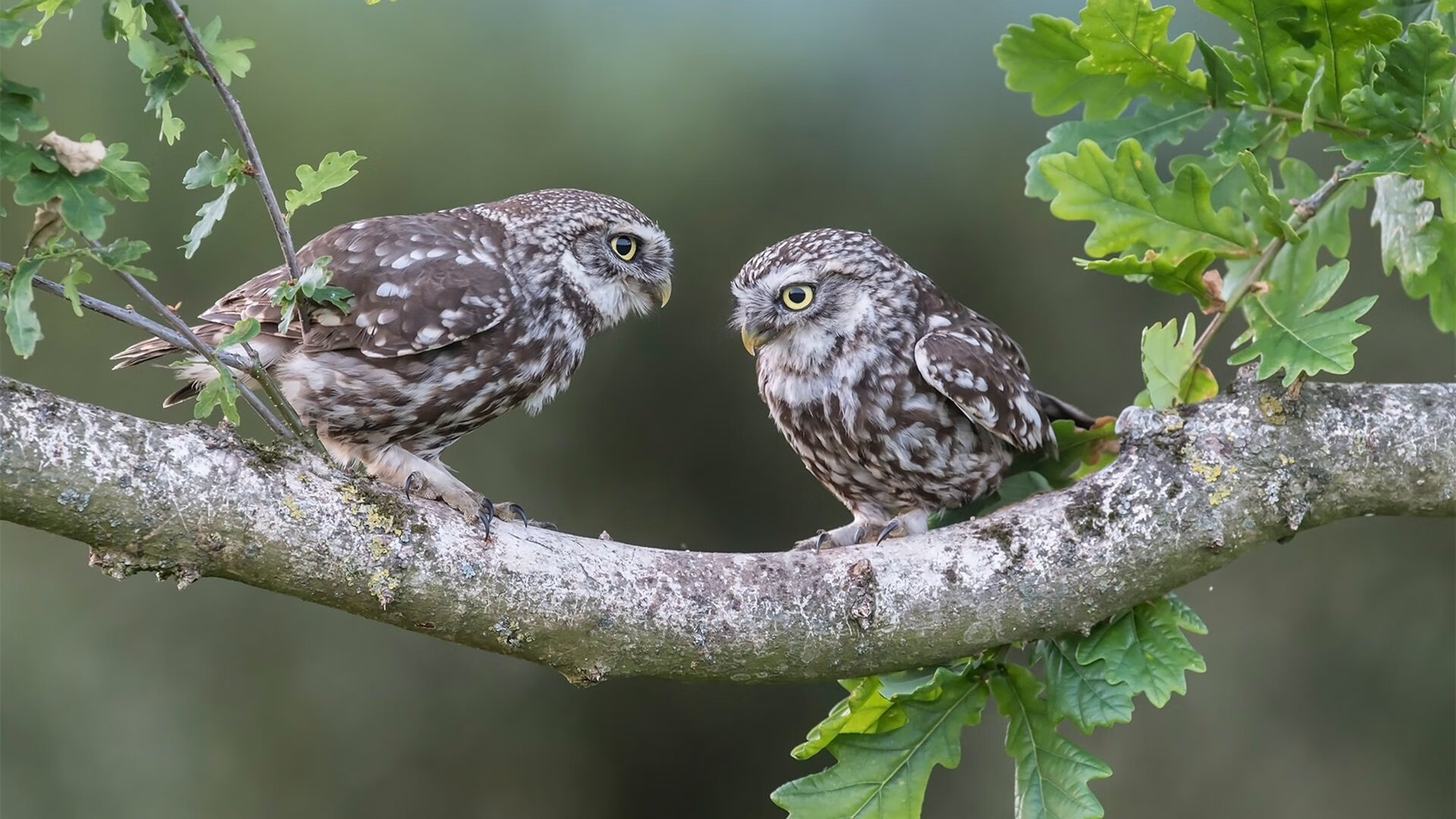 特色青少年野外拓展,团队合作锻炼极限,团队野外拓展项目