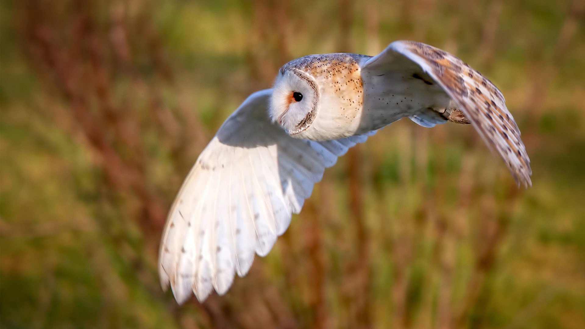 fb体育试玩-花滑双人自由滑音乐创新融合京剧元素震撼全场，2021花滑双人自由滑
