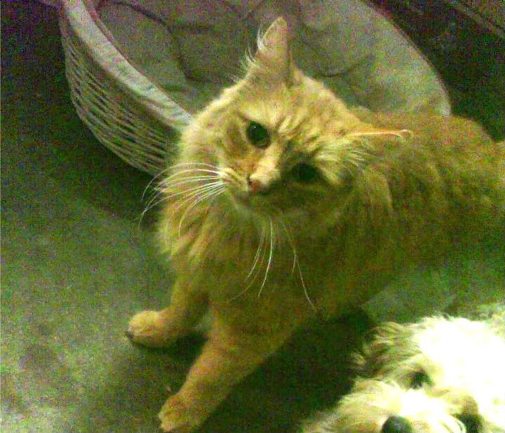 fb体育赛事平台-苏格兰队小组出局，主帅面临下课压力，苏格兰队长是谁