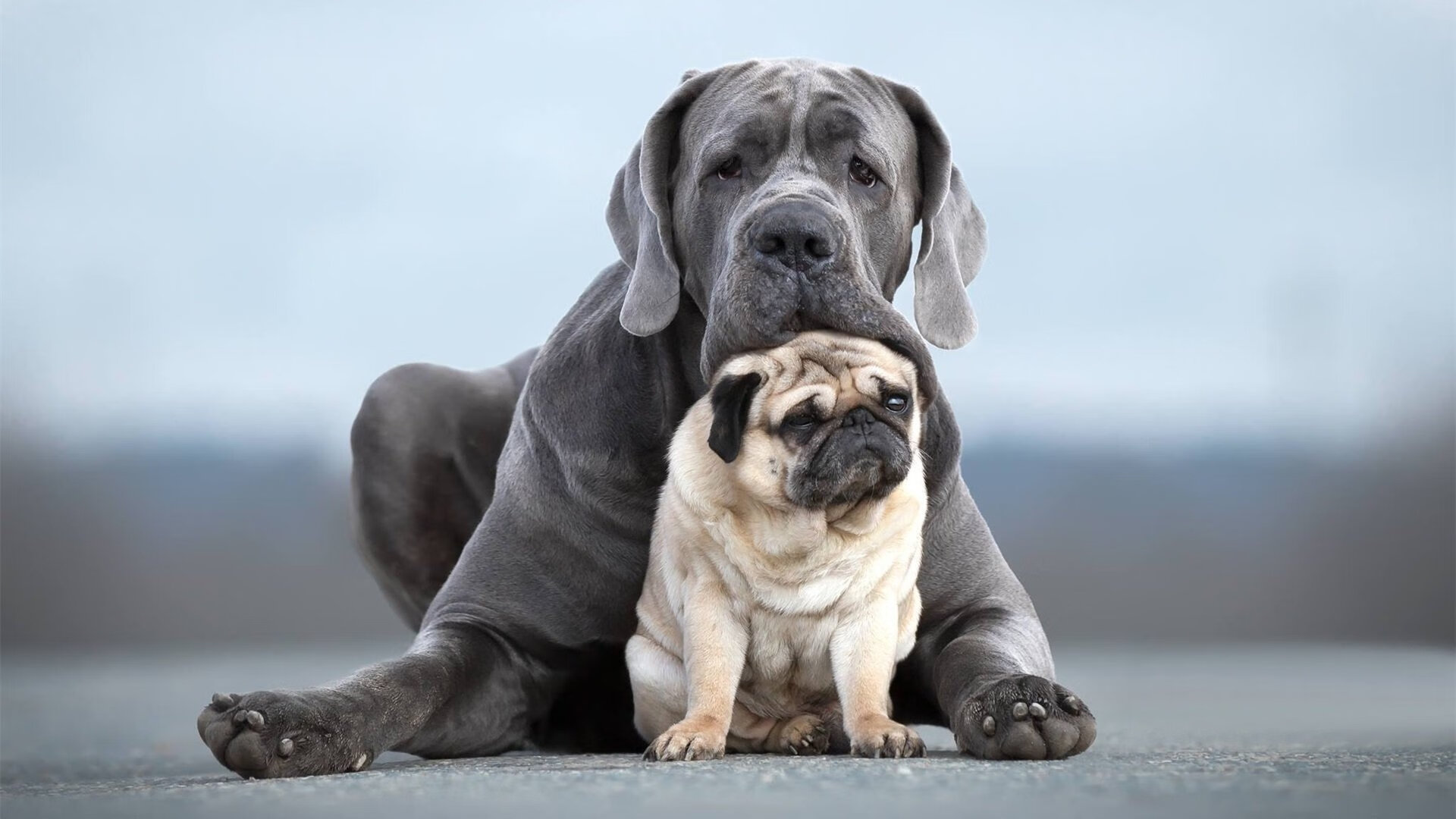 fb体育官网中国-赛事在海外举办，中国运动员的精彩表现，外国运动员来中国比赛吃住费用谁出