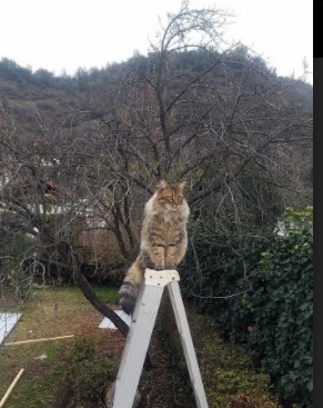 fb体育官网入口-迷你攀岩挑战赛，家庭互动的好选择，迷你攀爬车评测