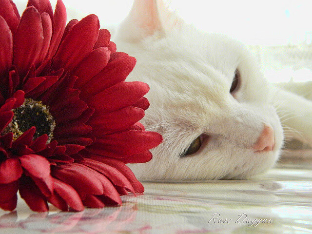 fb体育电竞-利物浦主帅贝尔萨急需增加后卫人员，利物浦和贝尔法斯特女王大学对比