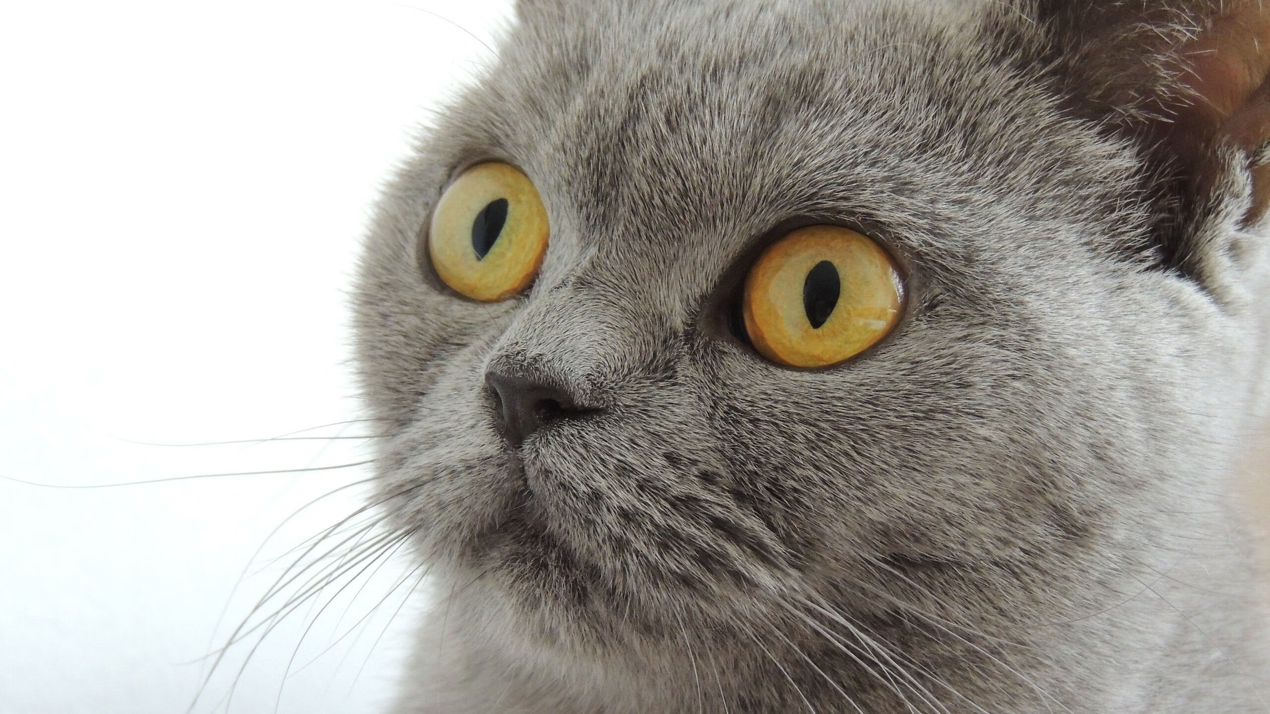 fb体育登录入口-利物浦主帅透露战术变动，球队或将出现新风格，利物浦的主帅