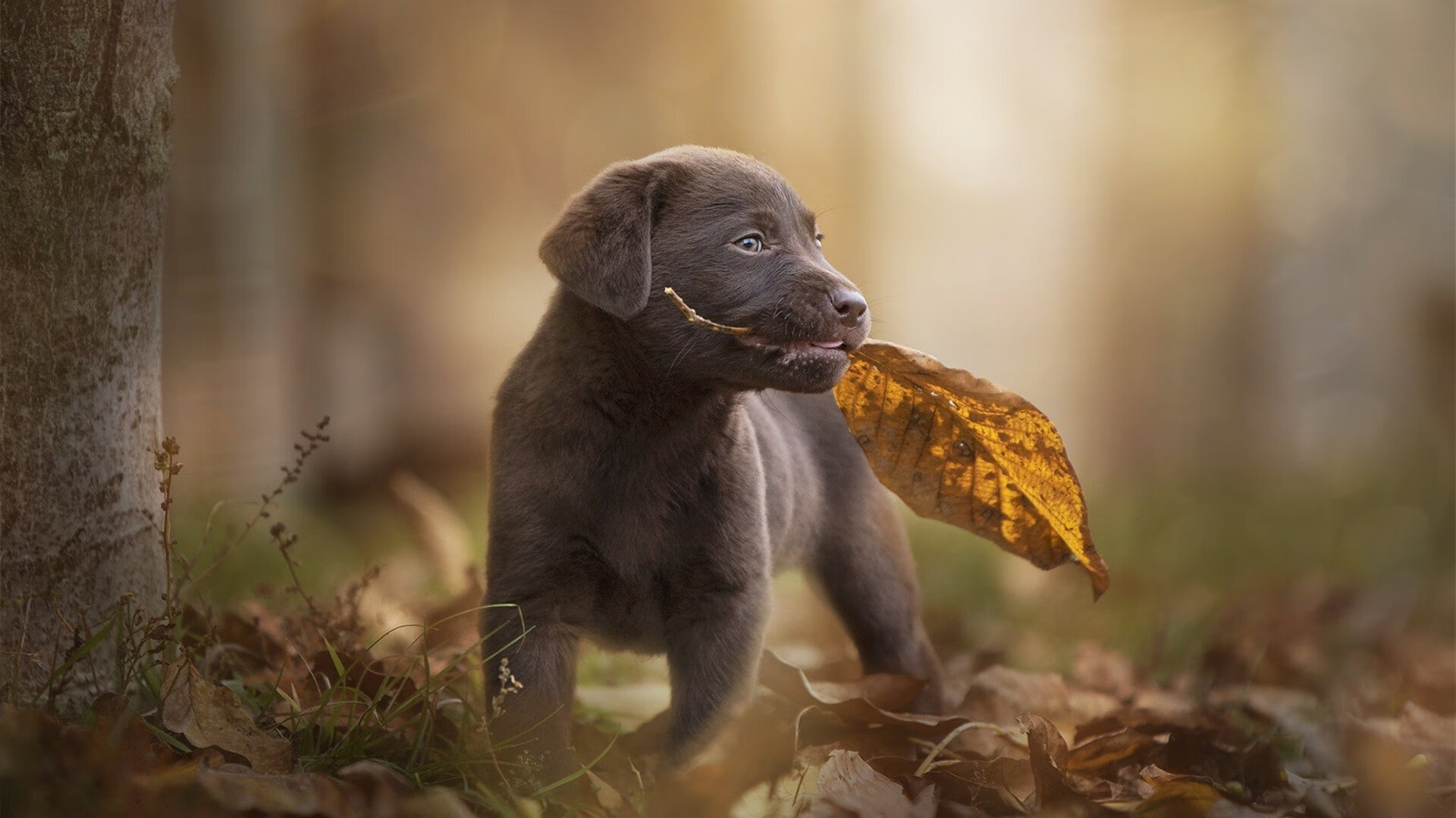 FB SPORTS-塞尔维亚联赛赛程调整备受关注，塞尔维亚杯赛制