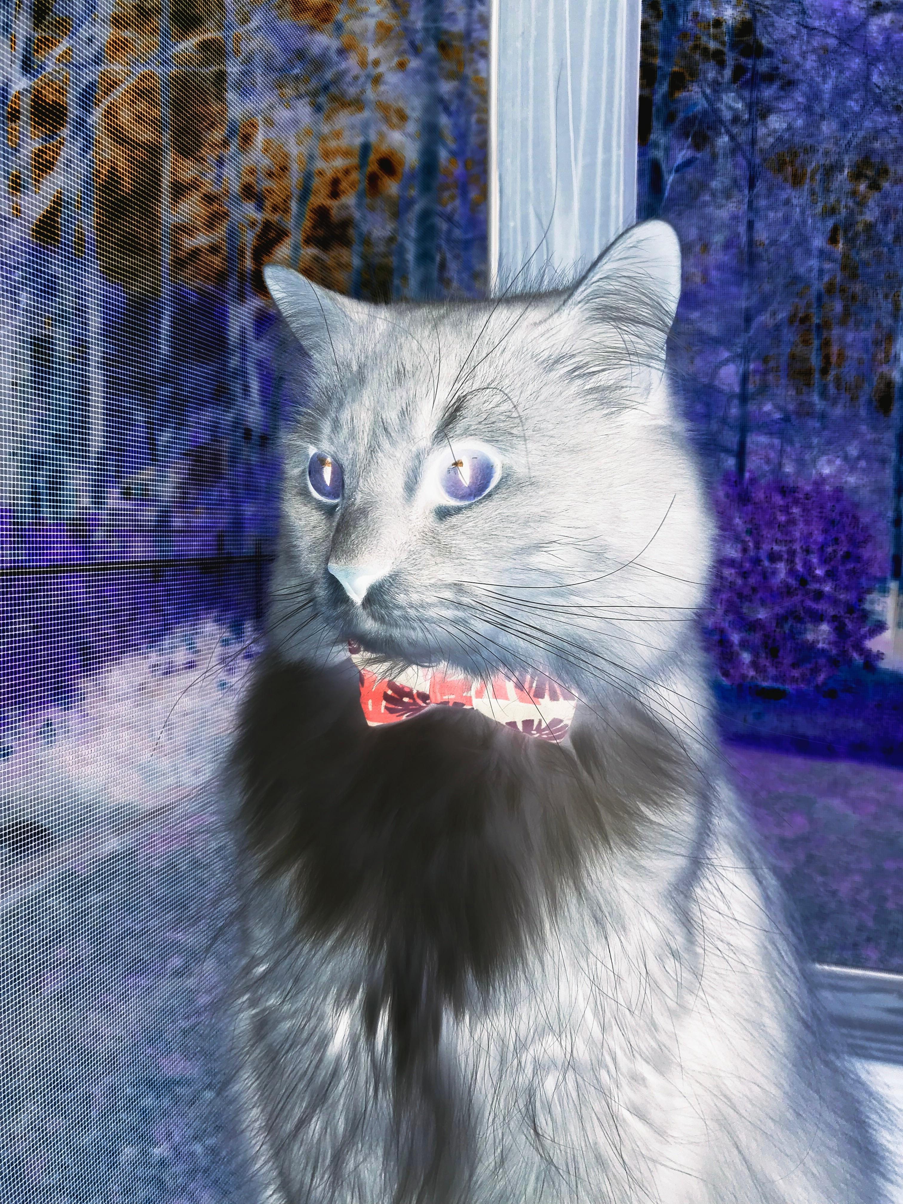 fb体育娱乐-荷兰球队险胜法国，拼搏晋级欧国赛八强，荷兰国家队欧洲杯战绩