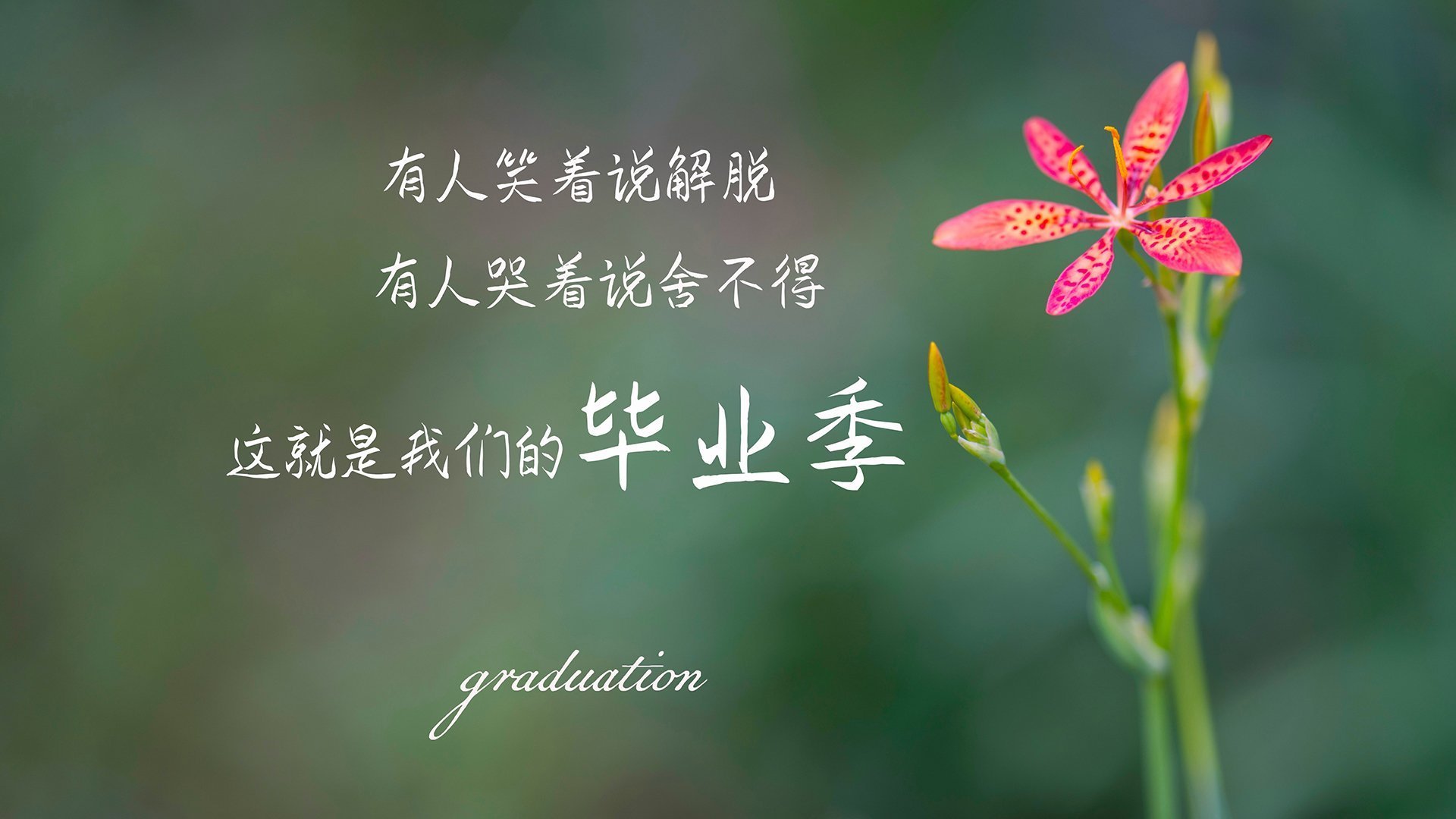 fb体育首页-荷兰男足在欧洲预选赛中失利，未能晋级巴黎奥运会，荷兰男足阵容