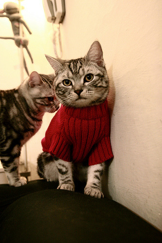 fb体育网页版-体育新闻中心建设体育内容版权追踪管理体系，体育新闻杂志