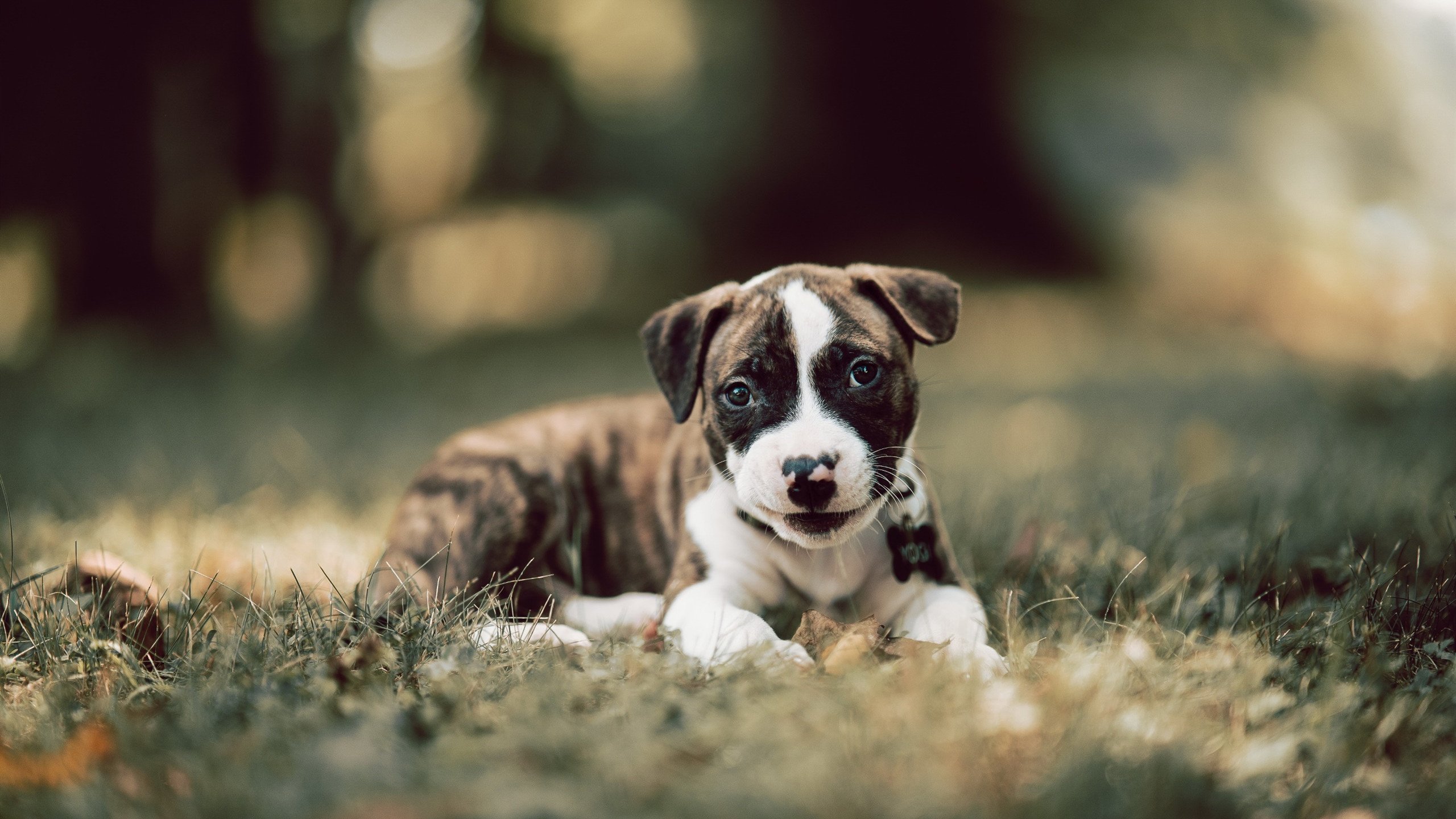 FB体育在线-外教带队风格与国情不匹配，外教带队风格与国情不匹配