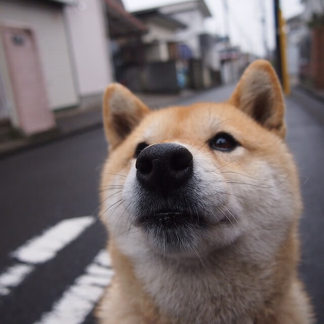 fb体育试玩-南非橄榄球队以其坚韧风格赢得全球橄榄球尊重，南非橄榄球队服